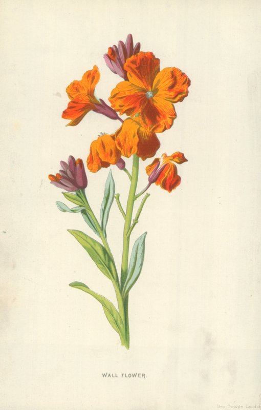 Muurbloem door Frederick Edward Hulme