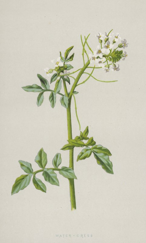 Waterkers door Frederick Edward Hulme