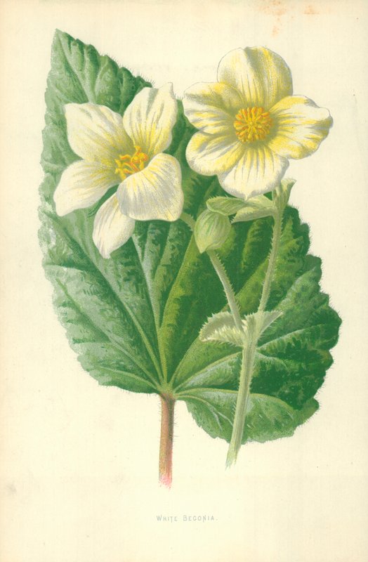 Witte Begonia door Frederick Edward Hulme
