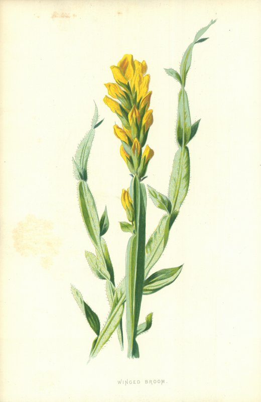 Gevleugelde Bezem door Frederick Edward Hulme