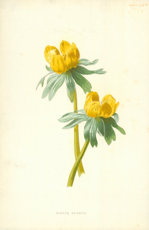 Winterakoniet door Frederick Edward Hulme