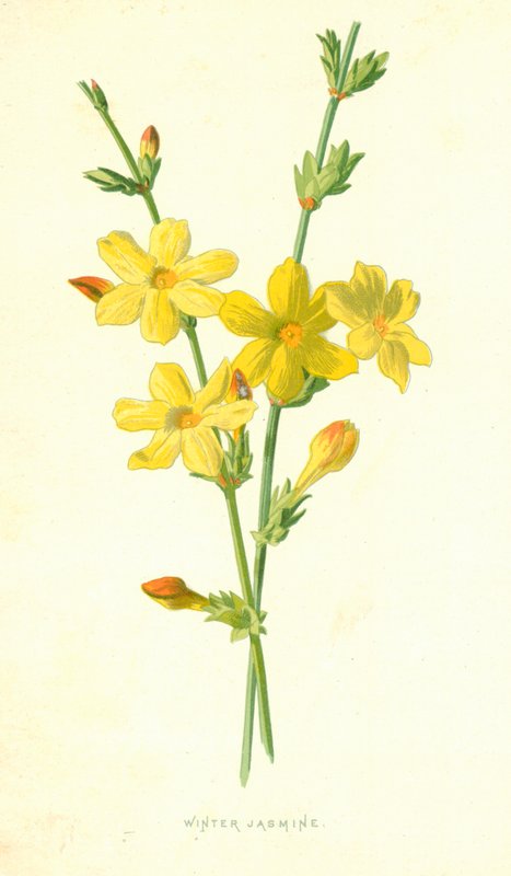 Winterjasmijn door Frederick Edward Hulme