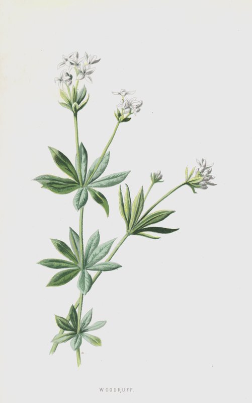 Lievevrouwebedstro door Frederick Edward Hulme
