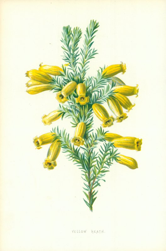 Gele heide door Frederick Edward Hulme