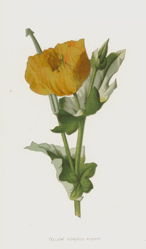 Gele Hoornpapaver door Frederick Edward Hulme