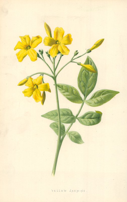 Gele Jasmijn door Frederick Edward Hulme
