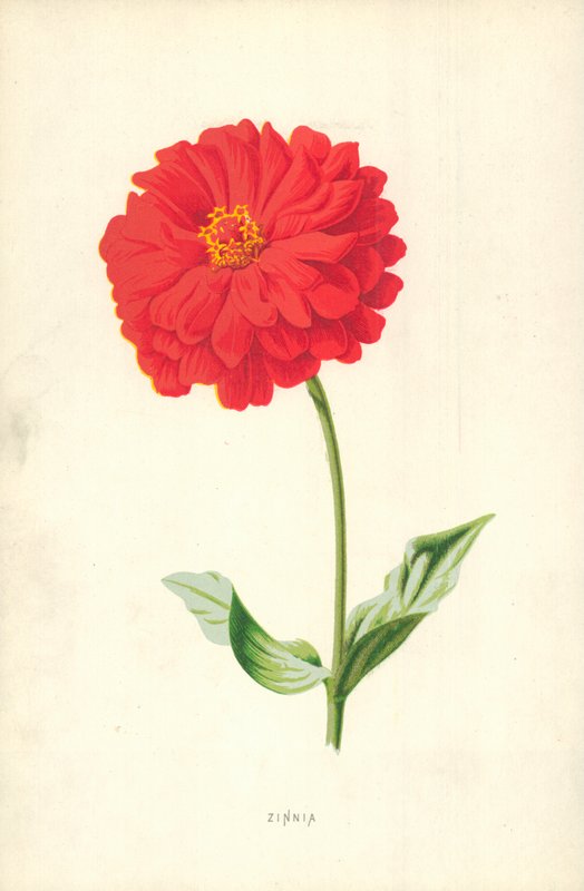 Zinnia door Frederick Edward Hulme