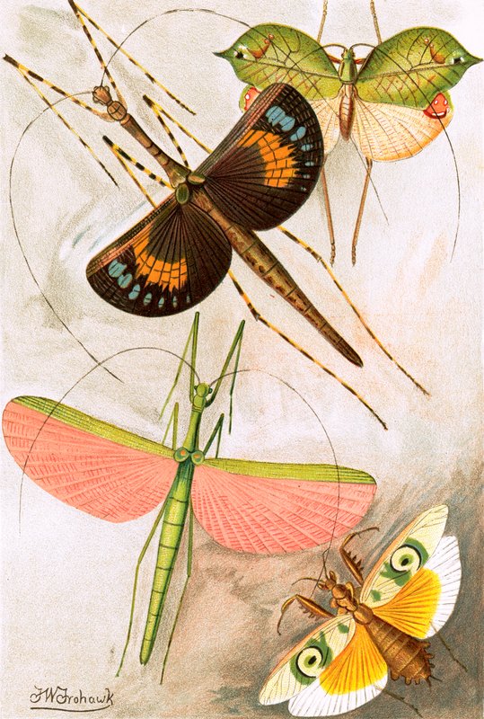 Orthoptera door Frederick William Frohawk