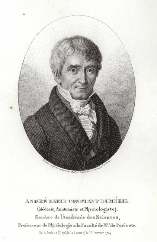 André Marie Constant Duméril door French School