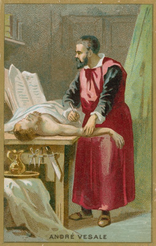 Andreas Vesalius door French School