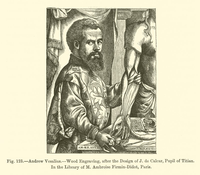 Andreas Vesalius door French School