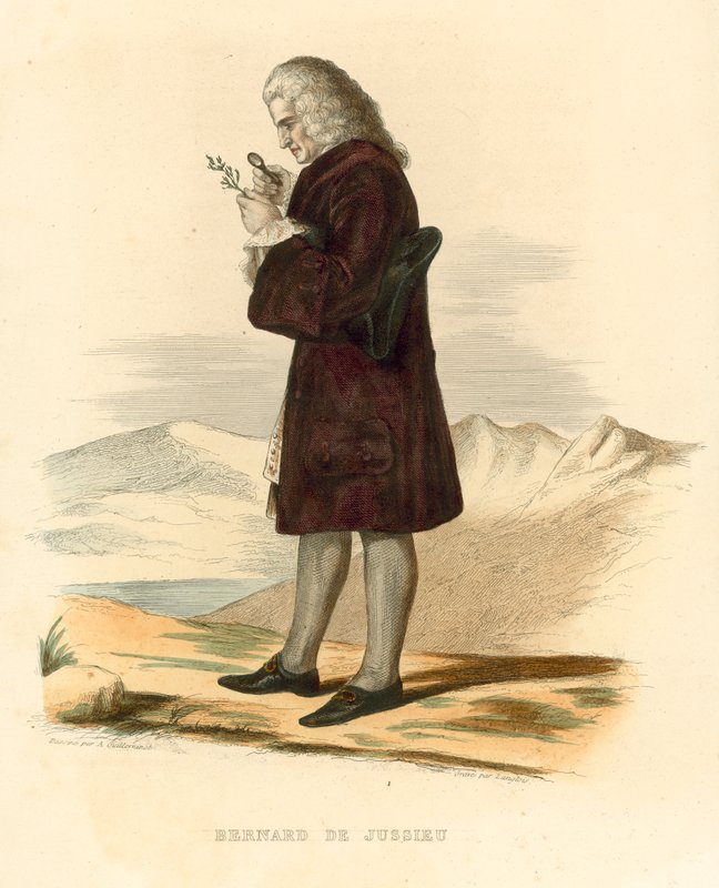 Bernard de Jussieu door French School