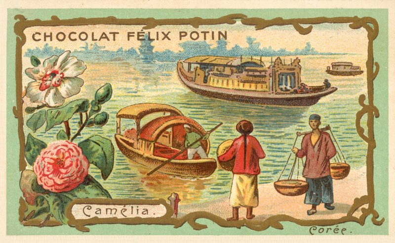 Camelia, Korea (chromolitho) door French School