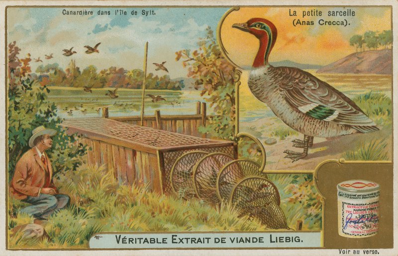 Wintertaling; eenden vangen door French School