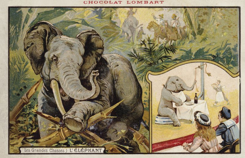Olifant door French School