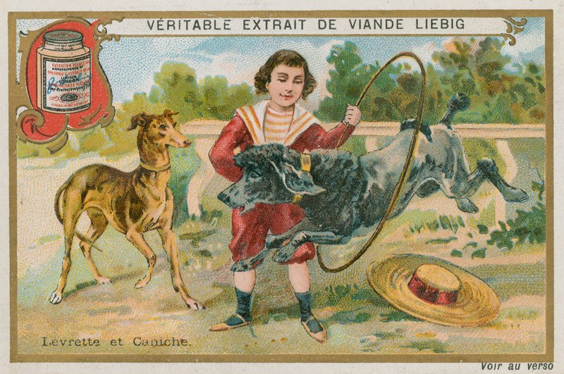 Windhond en Poedel door French School