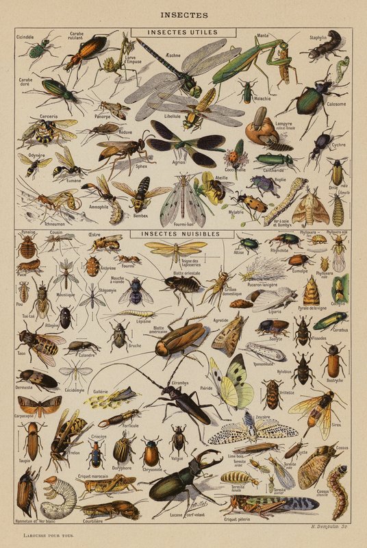 Insecten door French School