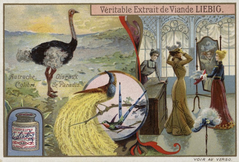 Liebig kaart met afbeeldingen van vogels door French School