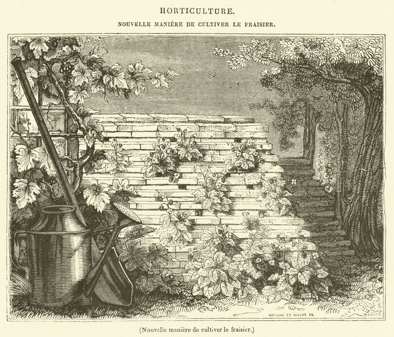 Nieuwe manier om aardbeien te kweken (gravure) door French School