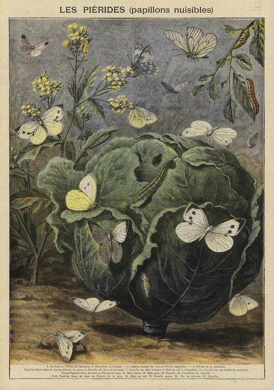 Pieridae (schadelijke vlinders) door French School