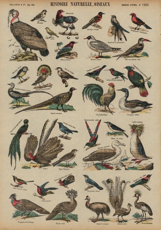 Wilde vogels door French School