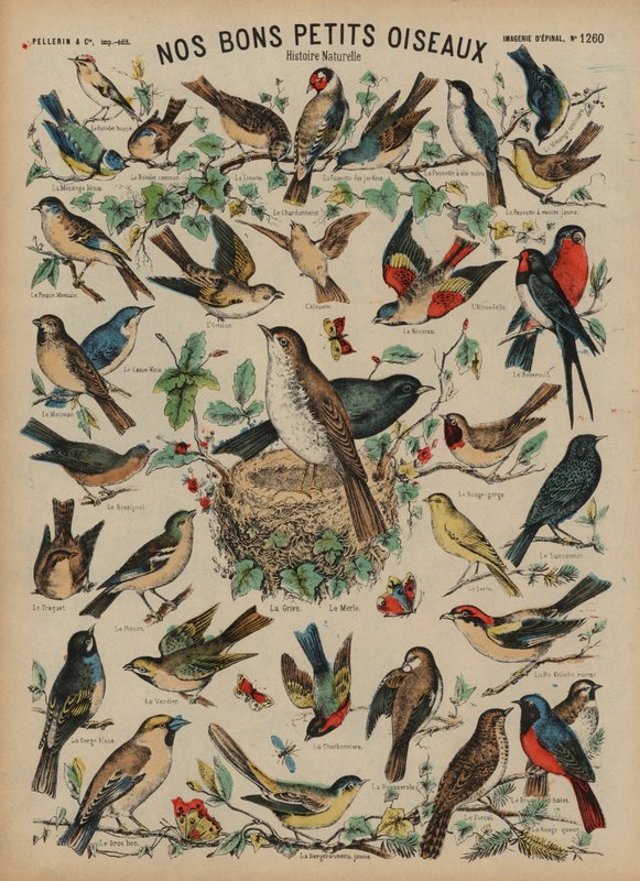 Wilde vogels door French School