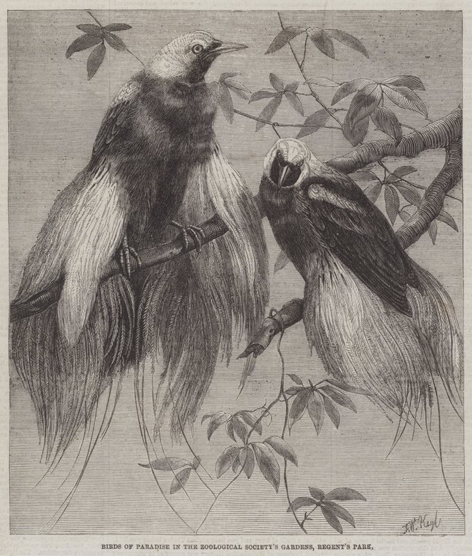 Paradijsvogels in de tuinen van de Zoological Society, Regent