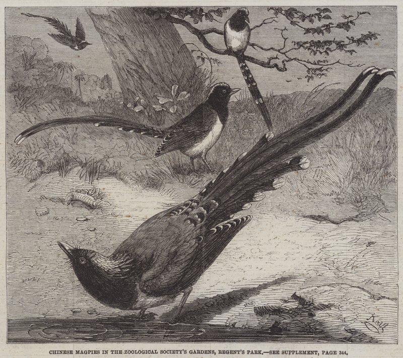 Chinese eksters in de tuinen van de Zoological Society, Regent