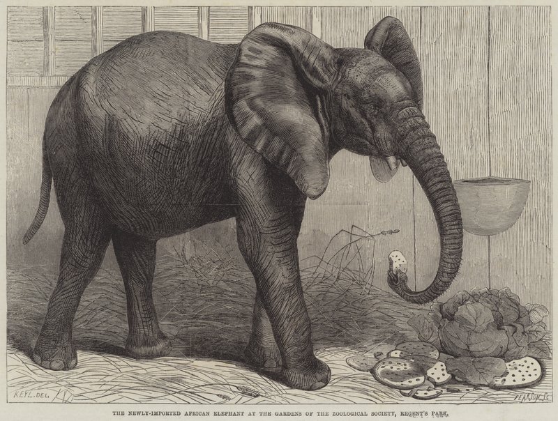 De Nieuw Geïmporteerde Afrikaanse Olifant in de Tuinen van de Zoological Society, Regent