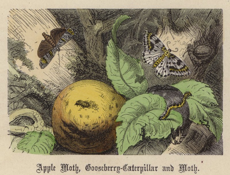 Appelmot, Kruisbessenrups en Mot door Friedrich Specht