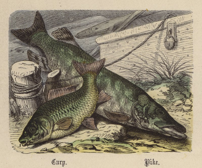 Karper, Snoek door Friedrich Specht