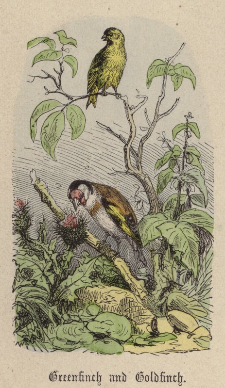 Groenling en distelvink door Friedrich Specht