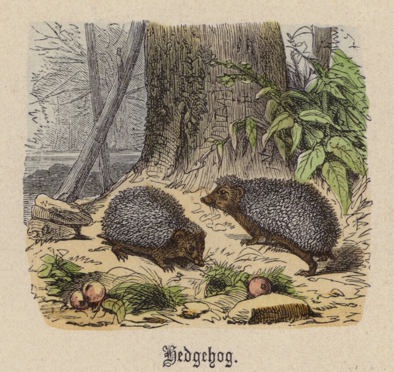Egel door Friedrich Specht