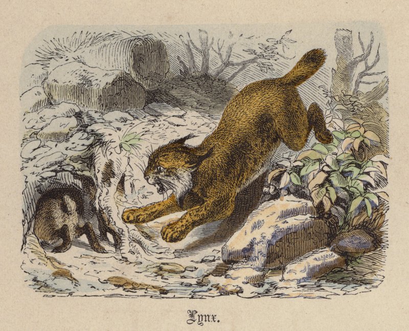 Lynx door Friedrich Specht