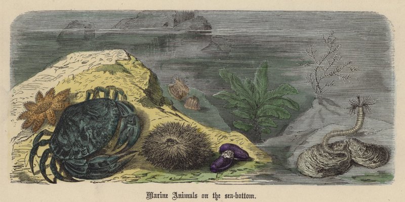 Zeedieren op de zeebodem door Friedrich Specht