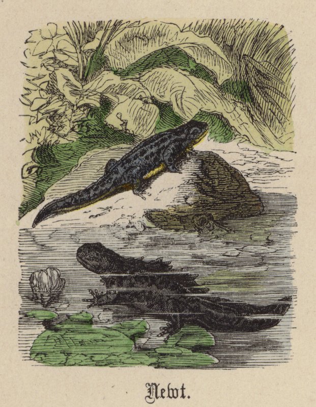 Salamander door Friedrich Specht