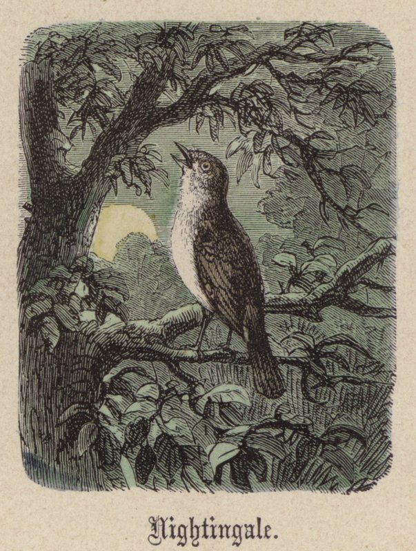 Nachtegaal door Friedrich Specht