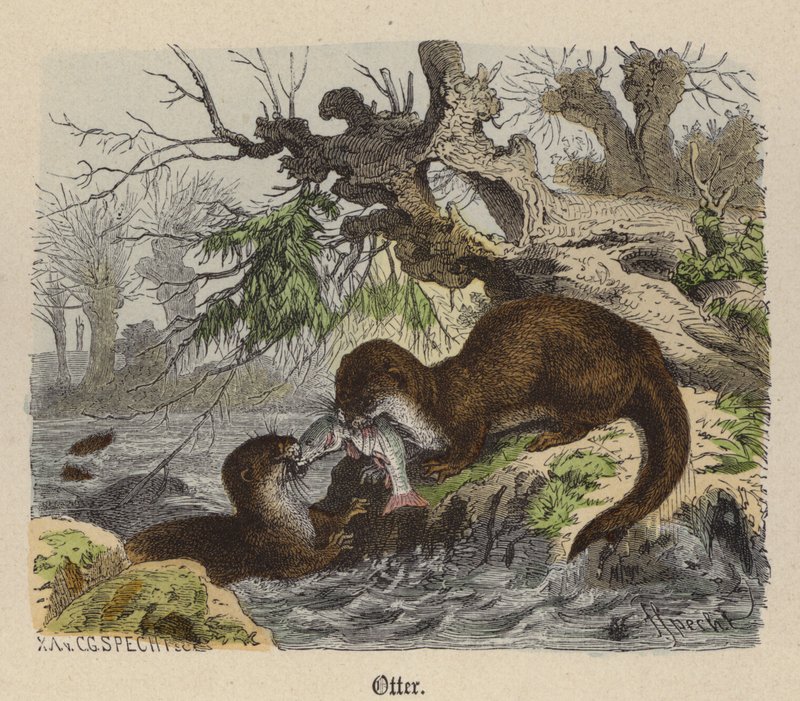 Otter door Friedrich Specht