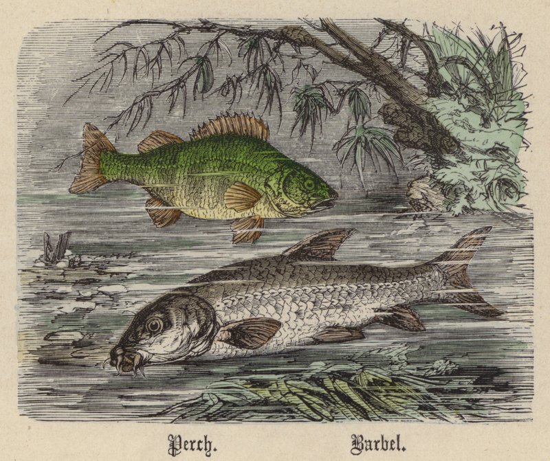 Baars, Barbelen door Friedrich Specht