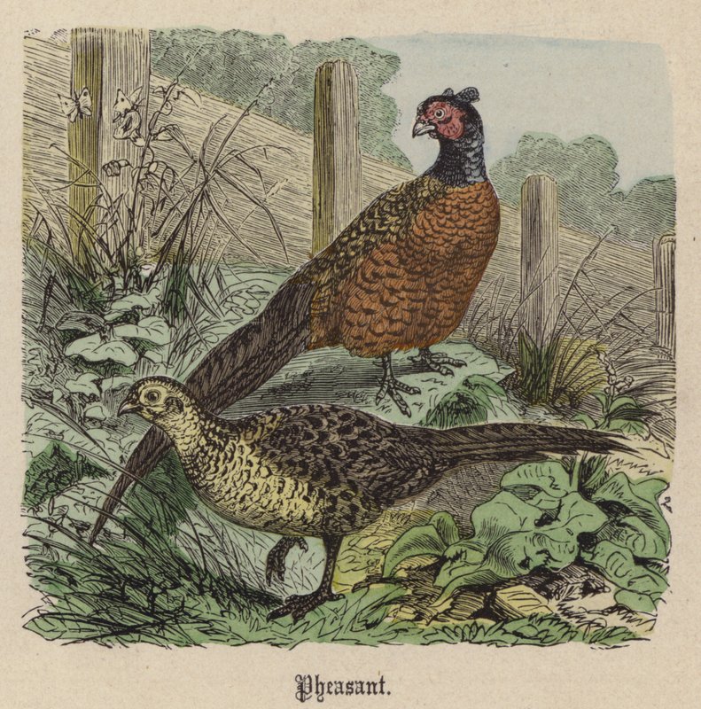 Fazant door Friedrich Specht