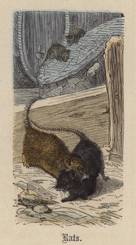 Ratten door Friedrich Specht