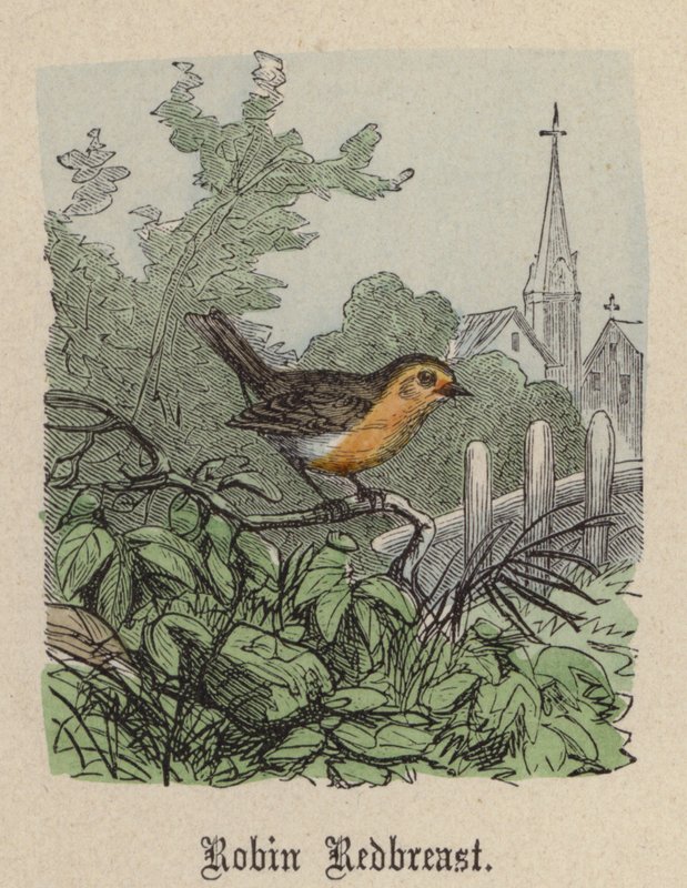 Roodborstje door Friedrich Specht