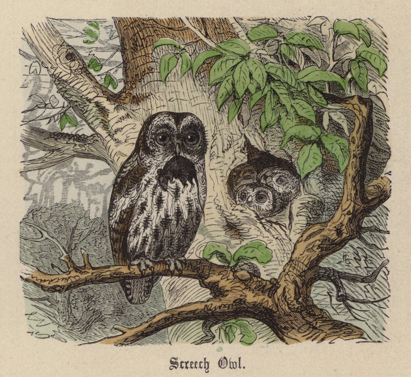 Kerkuil door Friedrich Specht