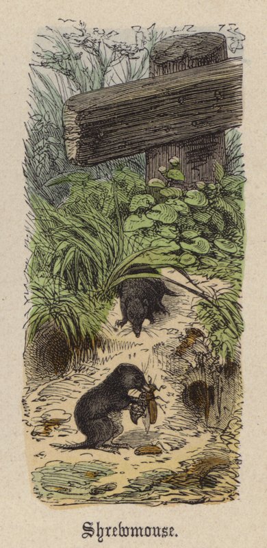 Spitsmuis door Friedrich Specht