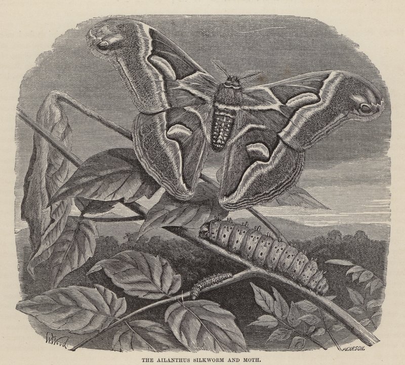 De Ailanthus Zijderups en Mot door Friedrich Specht