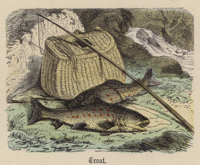 Forel door Friedrich Specht