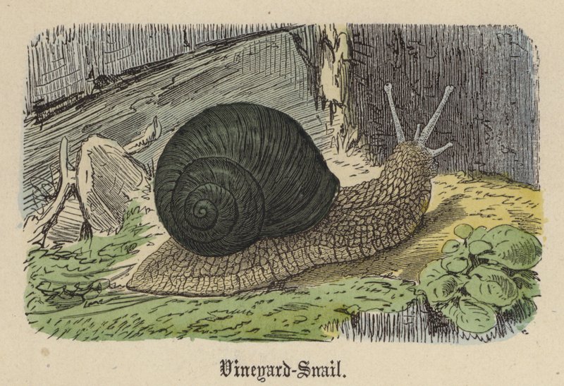 Wijngaardslak door Friedrich Specht