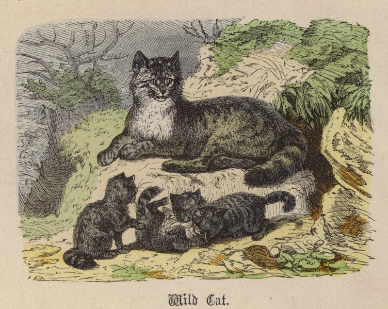 Wilde Kat door Friedrich Specht