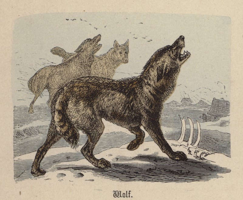 Wolf door Friedrich Specht