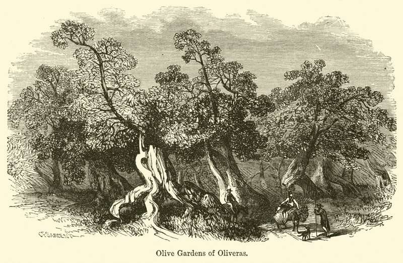 Olijftuinen van Oliveras door G. F. Sargent